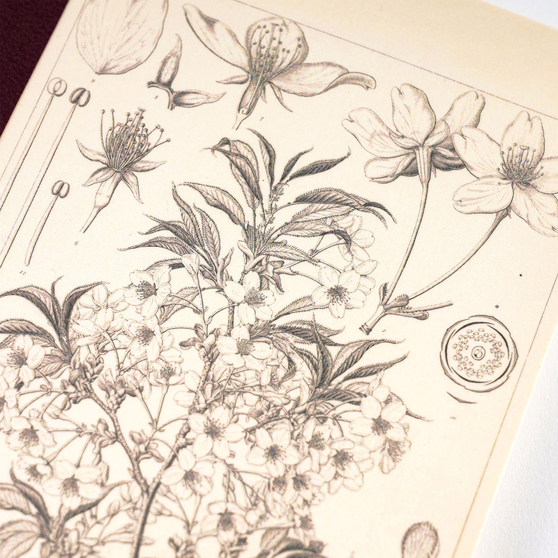 Hobonichi Plain Notebook A6 Yamazakura Quadretti