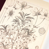 Hobonichi Plain Notebook A6 Yamazakura Quadretti
