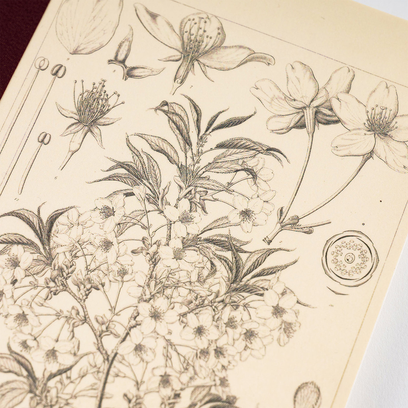 Hobonichi Plain Notebook A5 Yamazakura Quadretti
