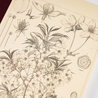 Hobonichi Plain Notebook A5 Yamazakura Quadretti