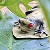 Esterbrook Tree Frog Clip Fermapagina