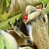 Esterbrook Tree Frog Clip Fermapagina
