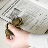 Esterbrook Tree Frog Clip Fermapagina
