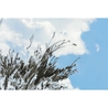 Hobonichi Hobonichi Kyohei Sakaguchi: Field Sky A6 [Cover Only]